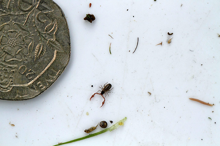 FC insects: FC insects: Pseudoscorpion, Neobisium muscorum