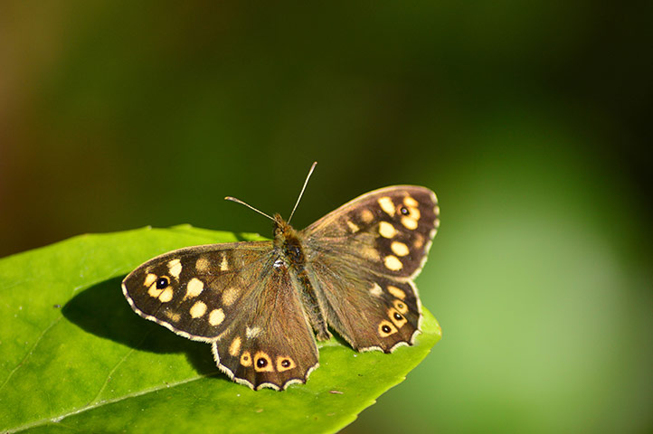 FC insects: FC insects: Speckled Wood 