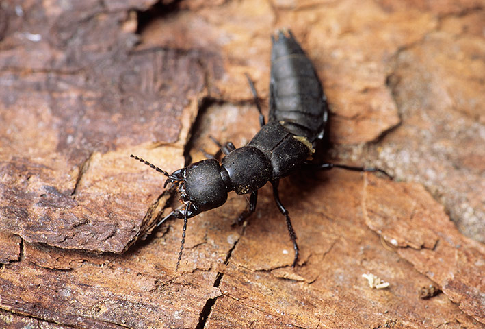 FC insects: FC insects: Devil's coach-horse beetle