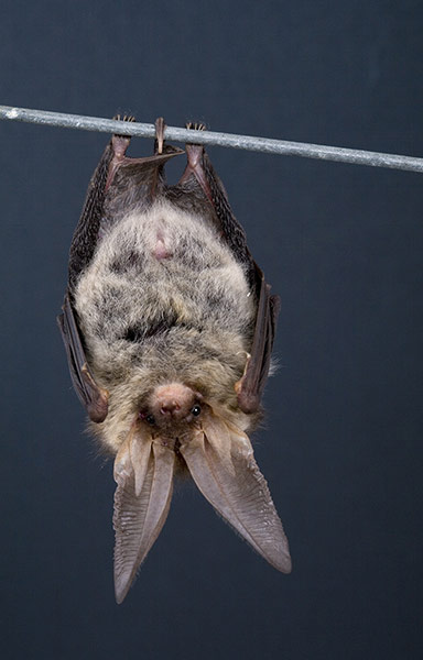 FC Night creatures: FC Night creatures: Brown long-eared bat