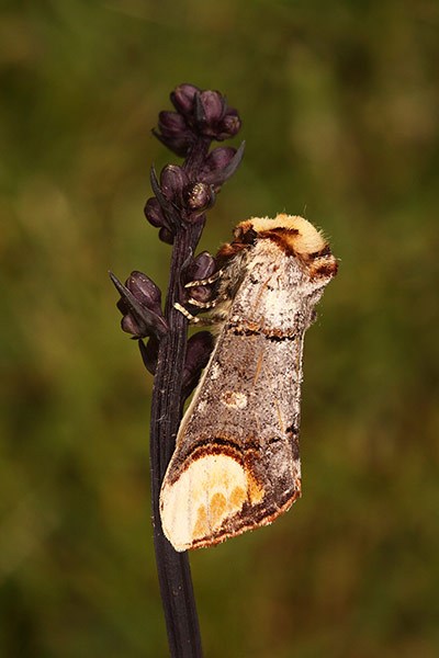 FC Night creatures: FC Night creatures: Buff tip moth