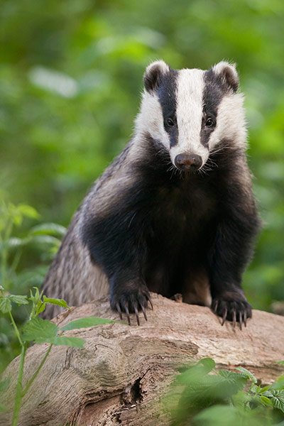 FC Night creatures: FC Night creatures: European Badger 