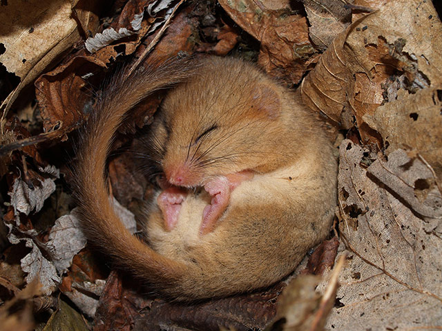 FC Night creatures: FC Night creatures: Hazel dormouse