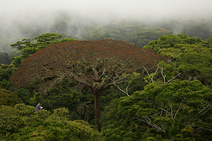 FFF: new releases: FFF: Francis Hallé above the Amazon canopy in Once Upon a Forest