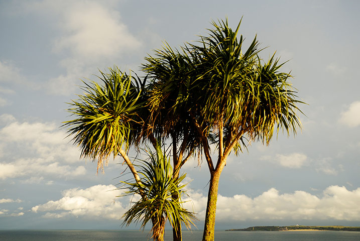 viewfinder26: Palm tree