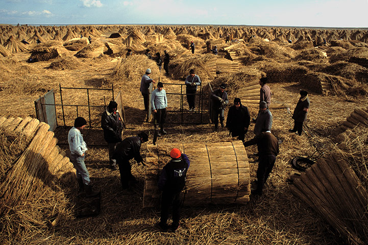 Europe 1945-2011: Workers harvest reeds near Tulcea, eastern Romania