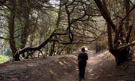 Ancient forest in Sussex