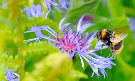 A bumble bee prepares to land on a plant in Boroughbridge