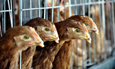 Bird Flu Cases Confirmed In Chickens