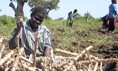 Cassava Stem