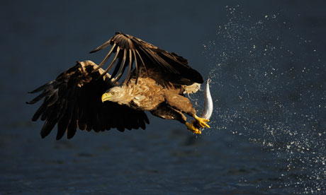 Wild Wonders of Europe