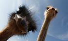 Ostriches at the Artestruz ostrich farm on the Spanish Balearic island of Mallorca 