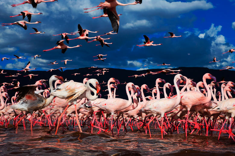 A flock of lesser flamingos gather at Lake Bogoria in Kenyad