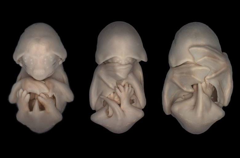 Bat embryos from the Nikon Small World 2012 photomicrography competition