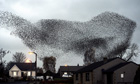 A murmuration of starlings over Gretna