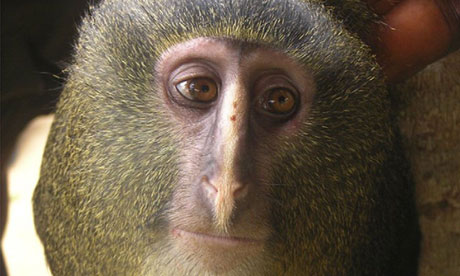 African Monkey Species