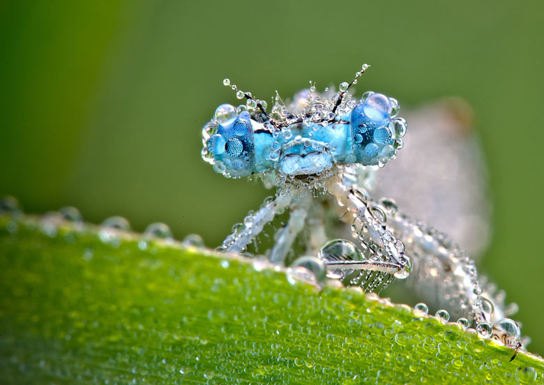Dragonfly perches on a dew-soaked leaf