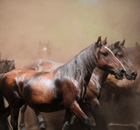 Wild horses at the Rapa das Bestas event in Sabucedo, Spain.