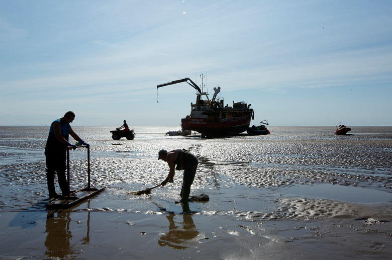 Cockle fisherman harvest their catch on sandbanks at the Foulnaze Cockle Fishery on the Lancashire c