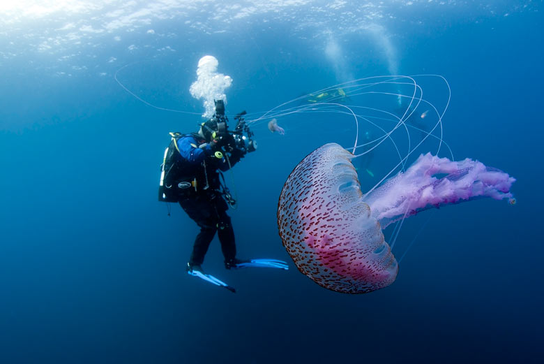 A Pelagia noctiluca jellyfish in the North Atlantic west of the Orkneys this summer, in a year when 