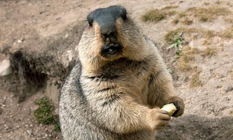 A Marmot. Temirbek Isakunov reportedly died from bubonic plague after eating a marmot