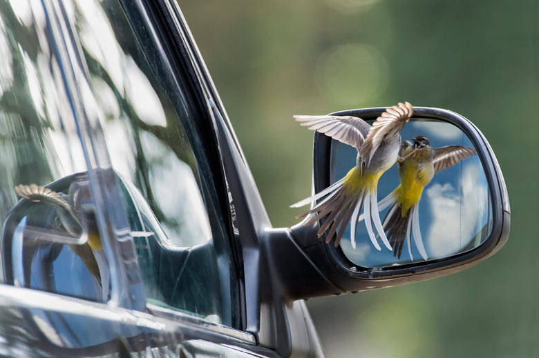 A grey wagtail attacks his reflection - the winner in the animal behaviour category