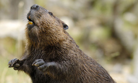 European beaver (Castor fiber)