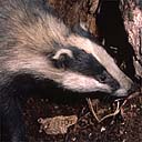 badger128.jpg