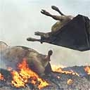 Cattle are burnt on a pyre as the foot and mouth cull continues