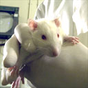 White rat in animal testing laboratory 