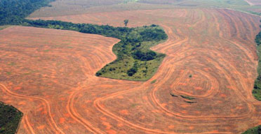 An area of the Amazonian rainforest cleared by soya bean farmers  in Novo Progreso, Brazil. Photograph: Alberto Cesar/Greenpeace/AP
