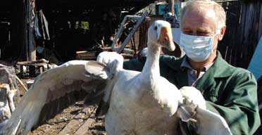 A veterinary worker in Siberia tests a goose for the bird flu virus