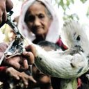 An elderly woman gets her duck injected with bird flu vaccine in the Indonesian province of Banten. Photograph: Bayu Aji/AFP/Getty Images