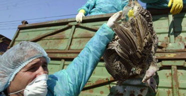 Vets collect birds in Romania