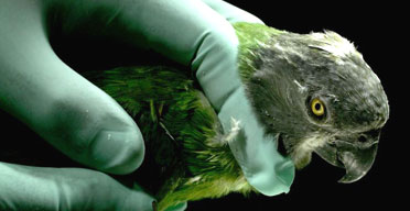 A vet examines a Senegalese parrot during a regular inspection at Rome's Bio Parco zoo. Photograph: Tony Gentile/Reuters