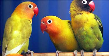 Birds for sale in a shop in Paris