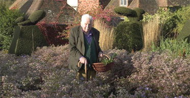 Christopher Lloyd in the peacock garden of his beloved estate at Great Dixter, surrounded by banks of aster lateriflorus horizontalis