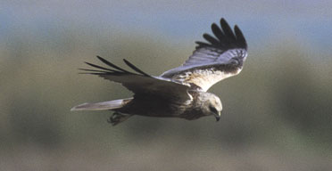 A marsh harrier. Photograph: RSPB