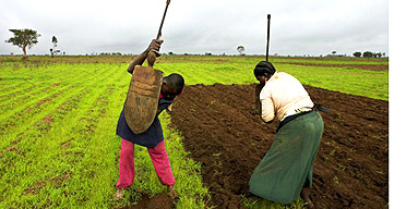 African Farms