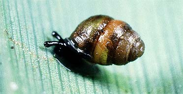 Desmoulin's whorl snail
