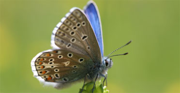 The adonis blue butterfly. Photograph: Peter Burgess/Bu