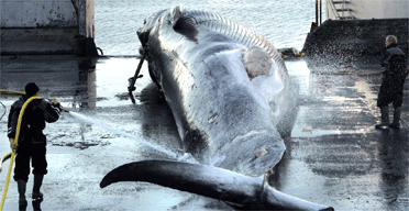 Fin Whale Endangered