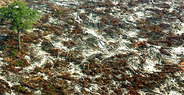 Devastated jungle in the Amazon basin