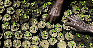 Newly-planted trees at a carbon trading project