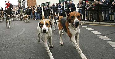 The Atherstone Hunt ride out for their Boxing Day meet from Market Bosworth