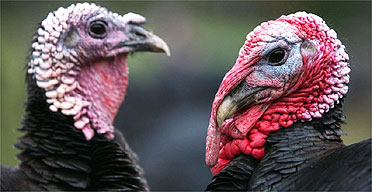 Turkeys