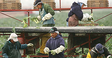 Immigrant farm workers harvest broccoli on a farm near the border of Colorado and Arizona.