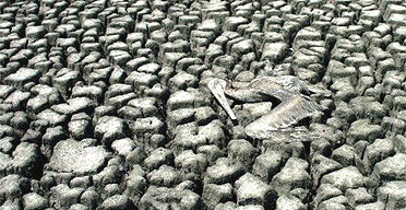 Dead pelican in a drought in Mexico