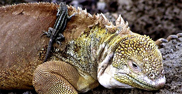 Iguana with lava lizard