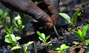 Planting trees in Kenya